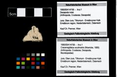 Foto (Objekt + Etikett) von Cracensigillatus acutirostris (Moericke, 1889)  (NHMW-GEO-1990-0041-4768)